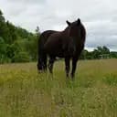 Pilspets